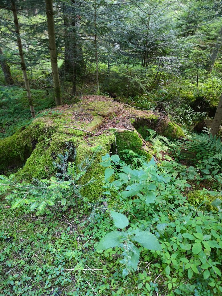 IMG_20190721_172346.jpg - badison