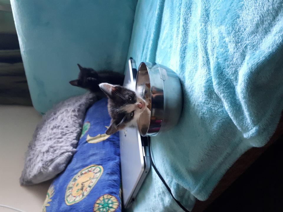20190725_164546.jpg - Wredna_Denerwujaca_Wiewiora