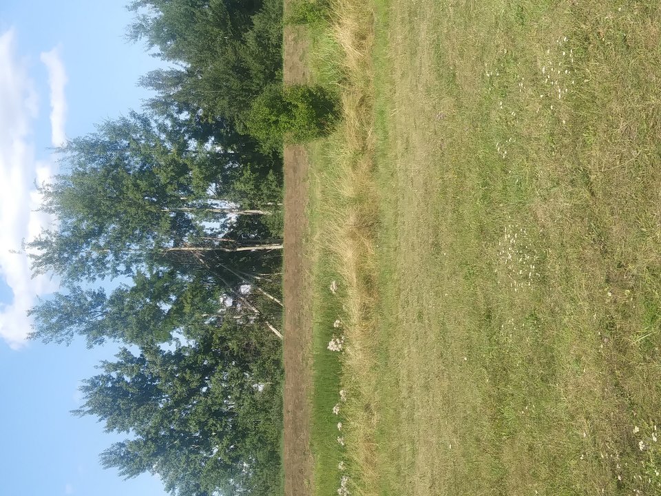 20190726_154349.jpg - traper2000