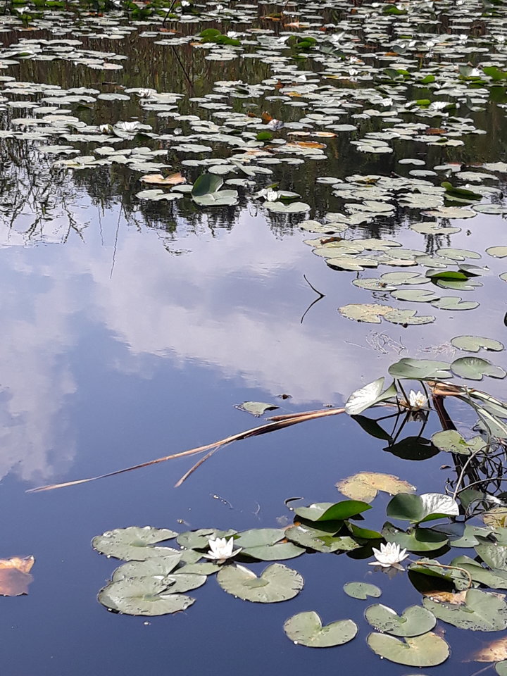 20190728_112232.jpg - Floria333