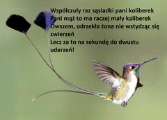 koliber.jpg