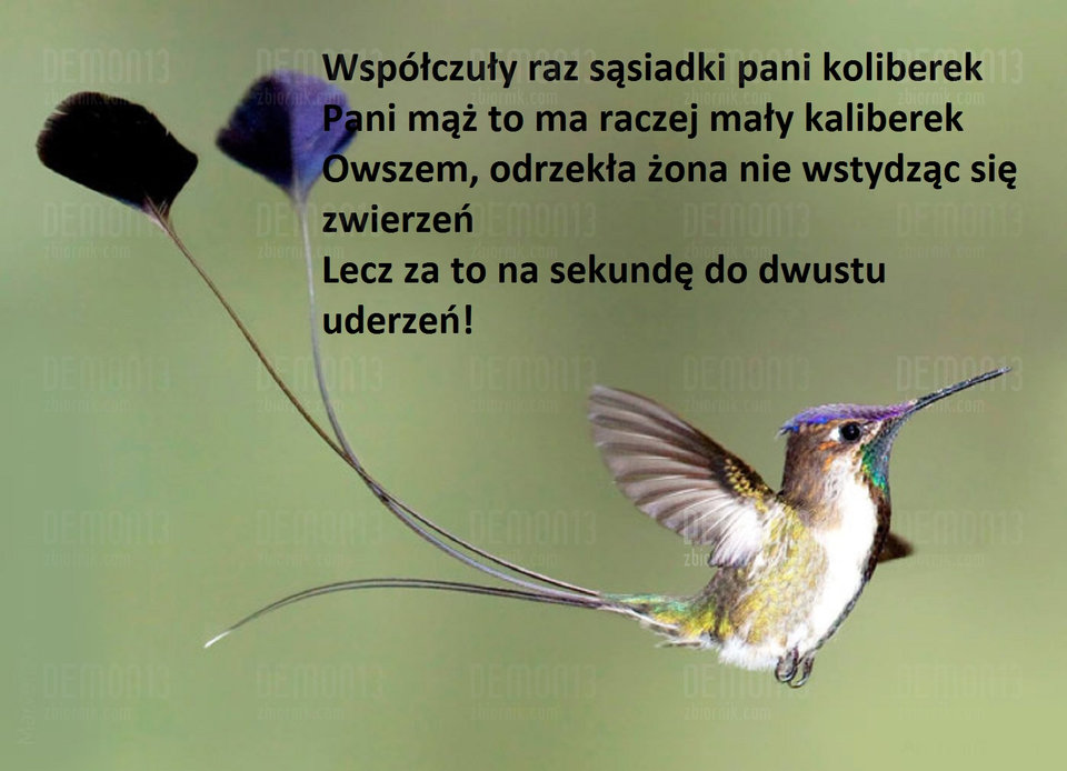 koliber.jpg - demon13