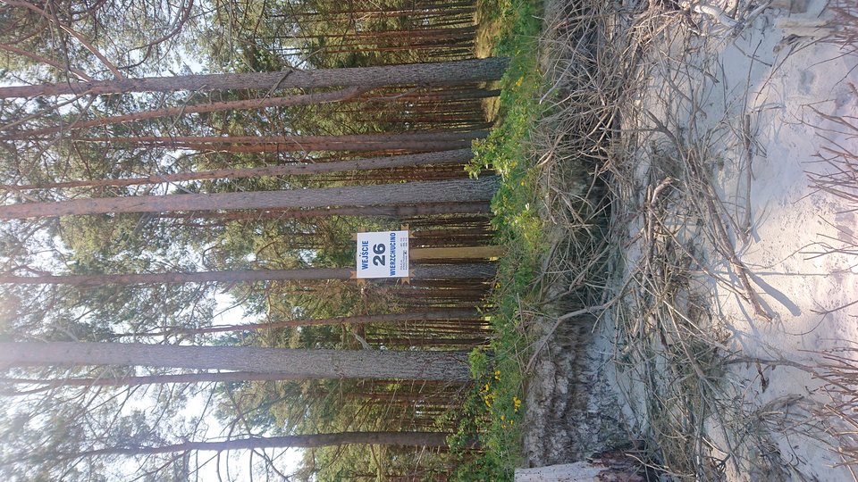 DSC_2247.JPG - PawcioLbn