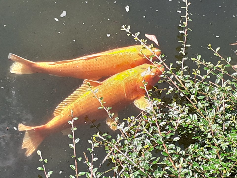 20190801_150334.jpg - Przemodkl79