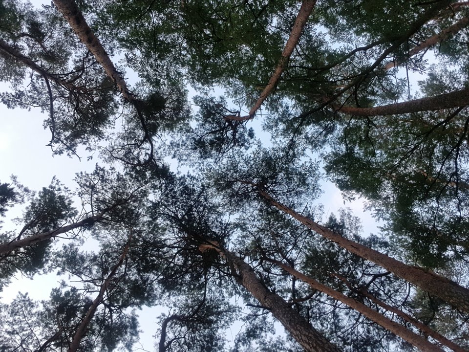 20190802_201541.jpg - Gregor79