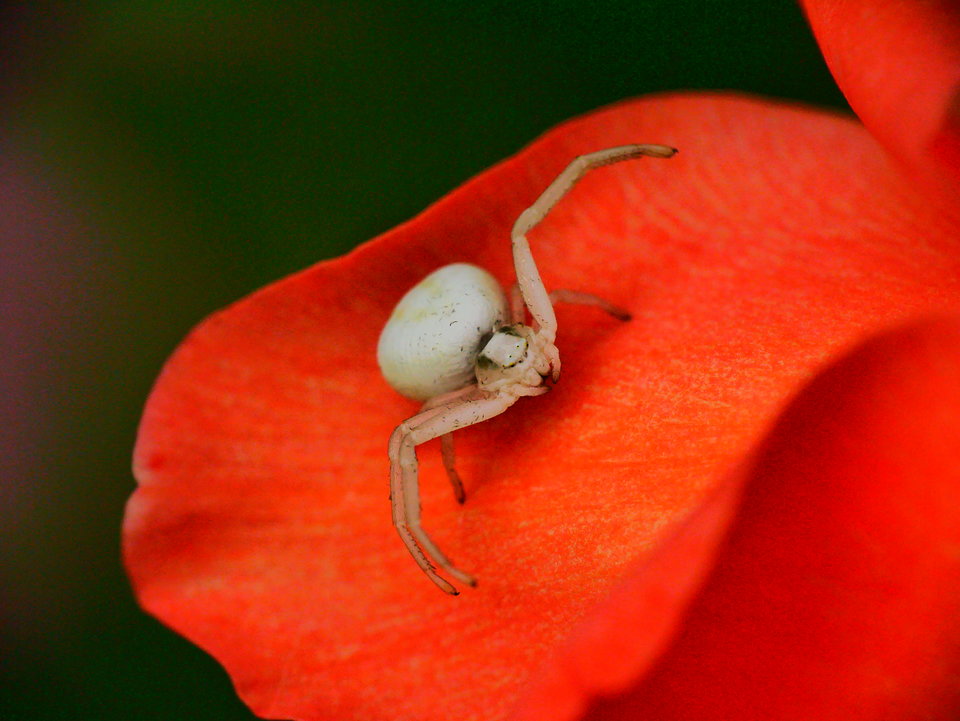 P1080082.JPG - FoKam431