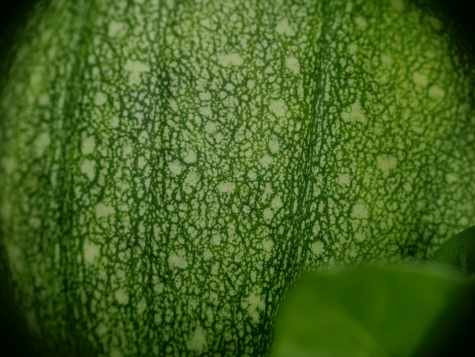 P1080113.JPG - FoKam431