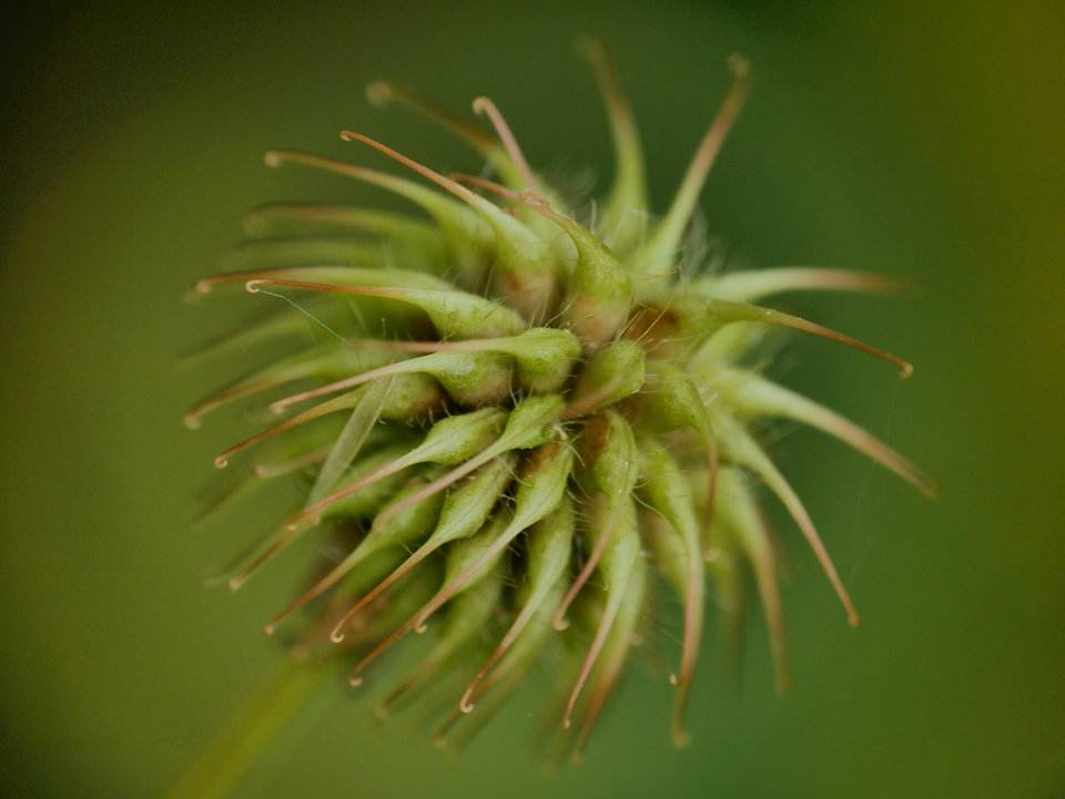 P1080129.JPG - FoKam431