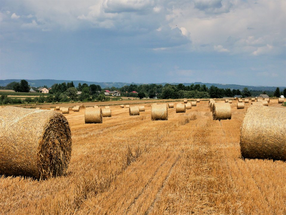 P1080152a.jpg - FoKam431