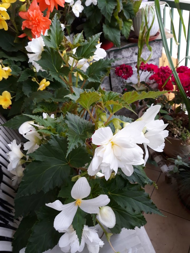 IMG-20190806-WA0001.jpg - pitupitu00