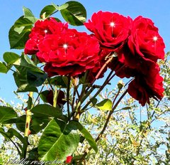 🌹🍃🌺🌹🍃🌺🌹🍃🌺