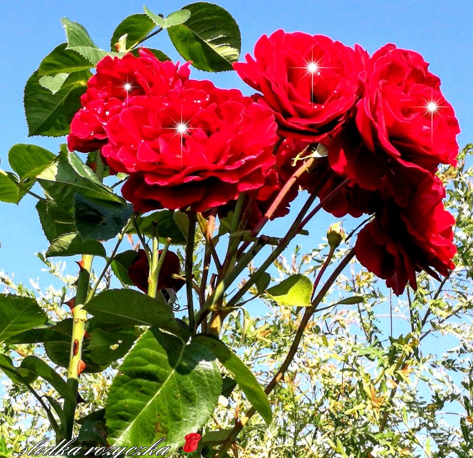 🌹🍃🌺🌹🍃🌺🌹🍃🌺 - Slodka_Rozyczka