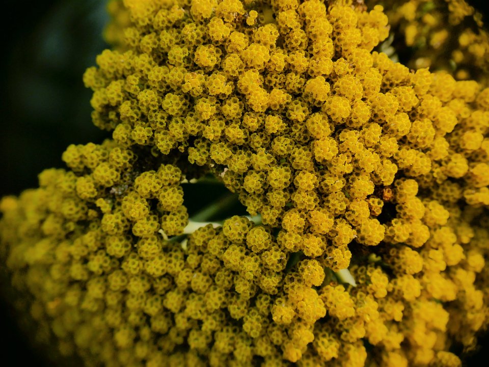 P1080297a.jpg - FoKam431