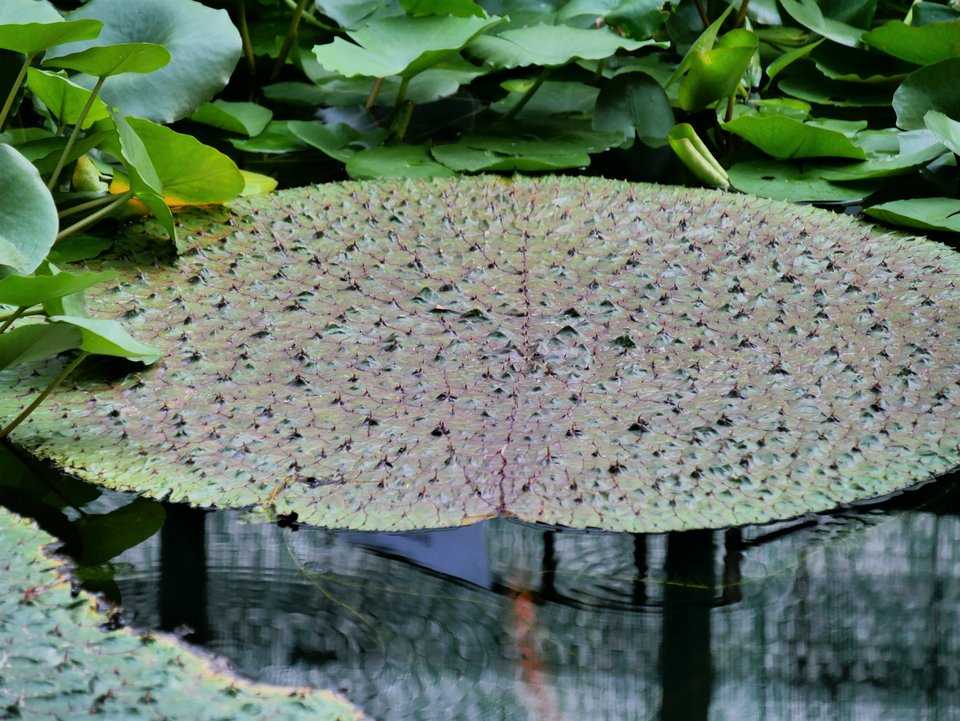 P1080282a.jpg - FoKam431