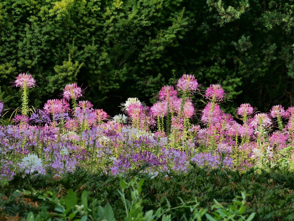 P1080240a.jpg - FoKam431