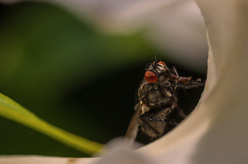 A ku, ku !!    ;) - mystic