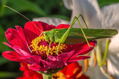 Pasikonik się pasie ;)