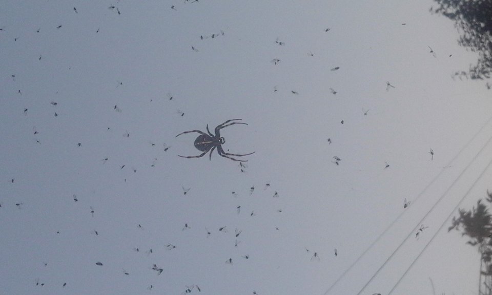 pająk.jpg - lookin_