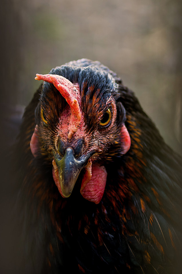 Przecież mówiłam, że nie jestem zła!!!!!!!!!! - mystic