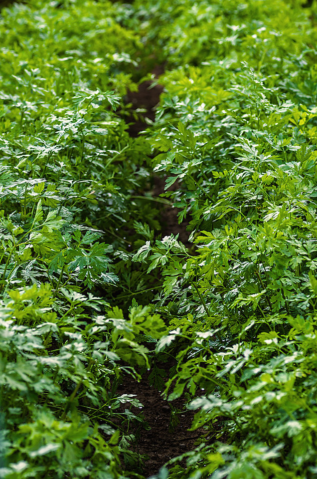 Polski Fort Knox - mystic