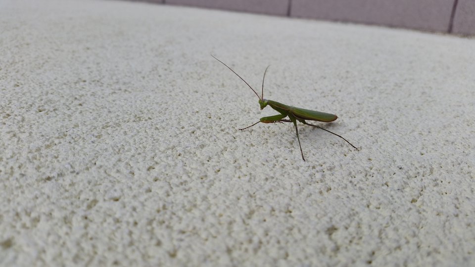 20190815_113557.jpg - skrad_dleihs