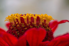 Bo kwiaty fajne są...