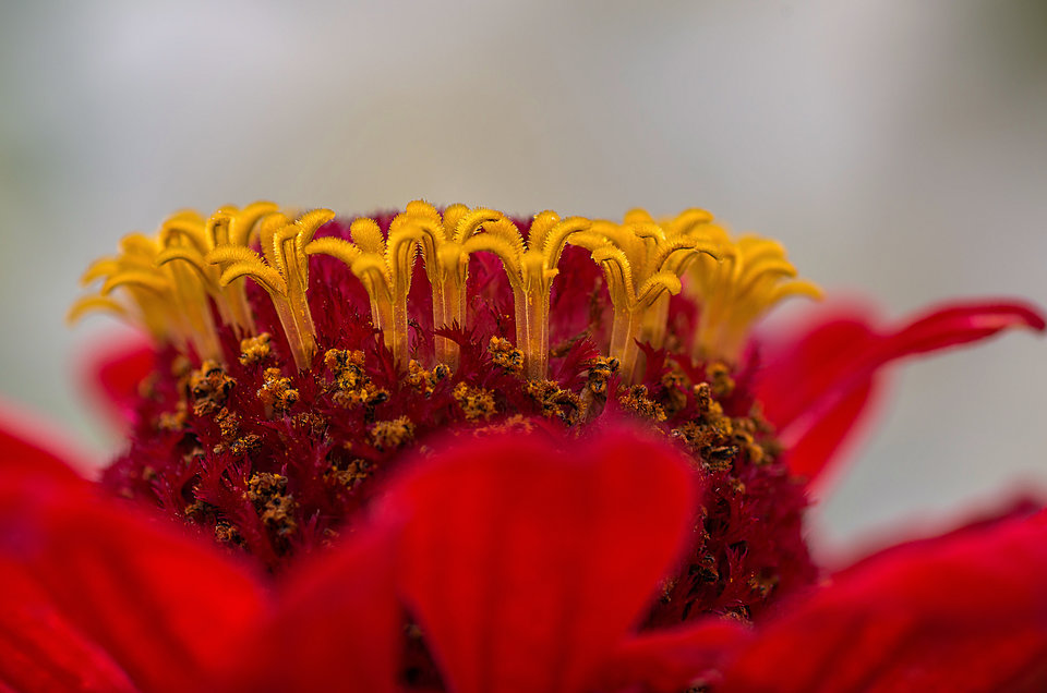 Bo kwiaty fajne są... - mystic