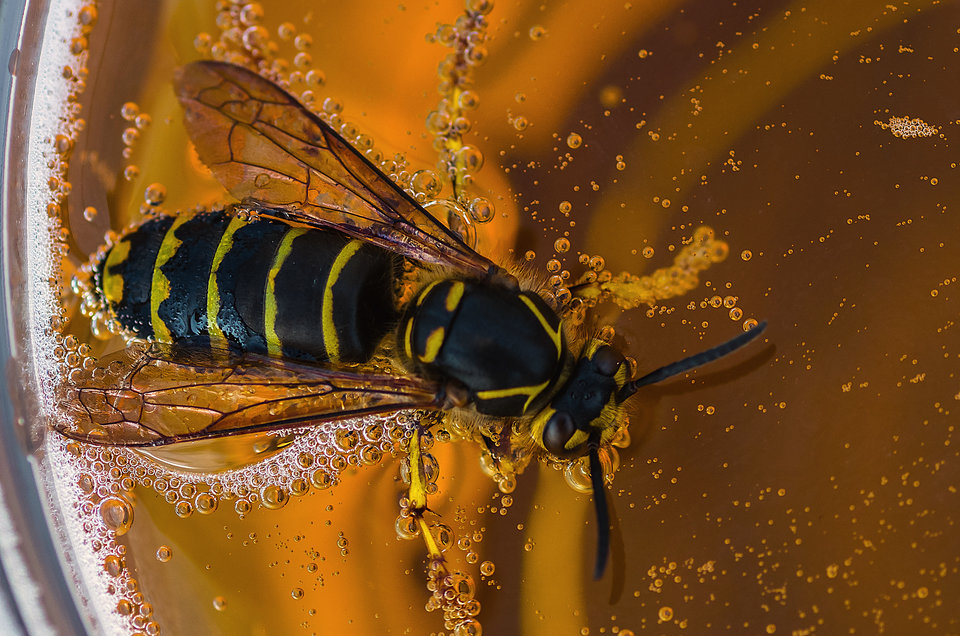 Kuchnie świata - osa w piwie - mystic