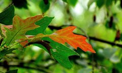 Jesień się zbliża 