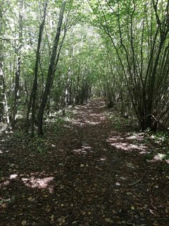 IMG_20190811_120412.jpg