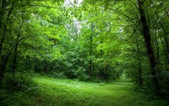 ws_Lush_Green_Forest_Path_Sunny_1920x1200.jpg