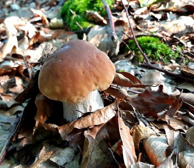 FB_IMG_1566724930259.jpg - Frelka_ze_wsi