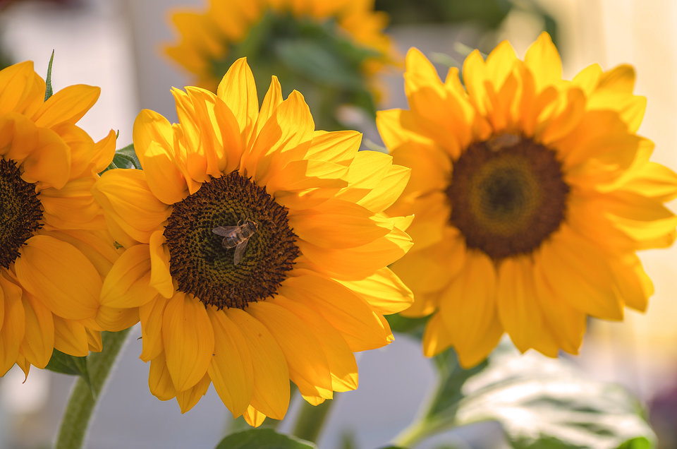 Słonecznie - mystic