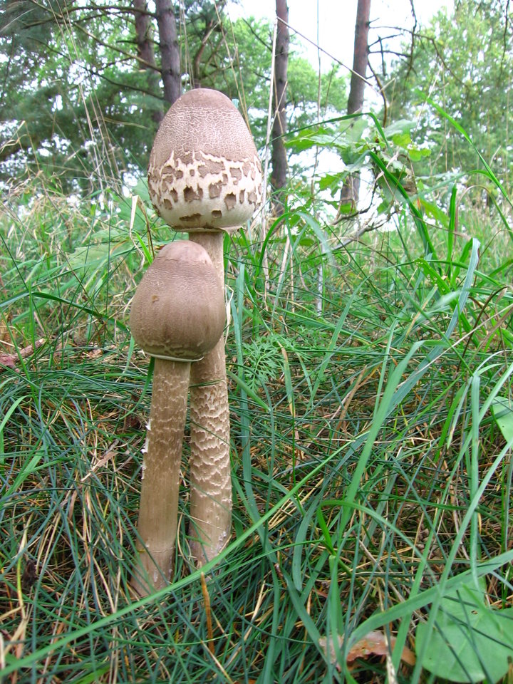 IMG_4470.jpg - Tommy_gun1