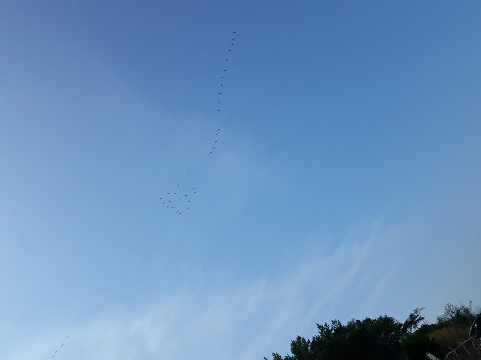 20190831_114710.jpg - Floria333