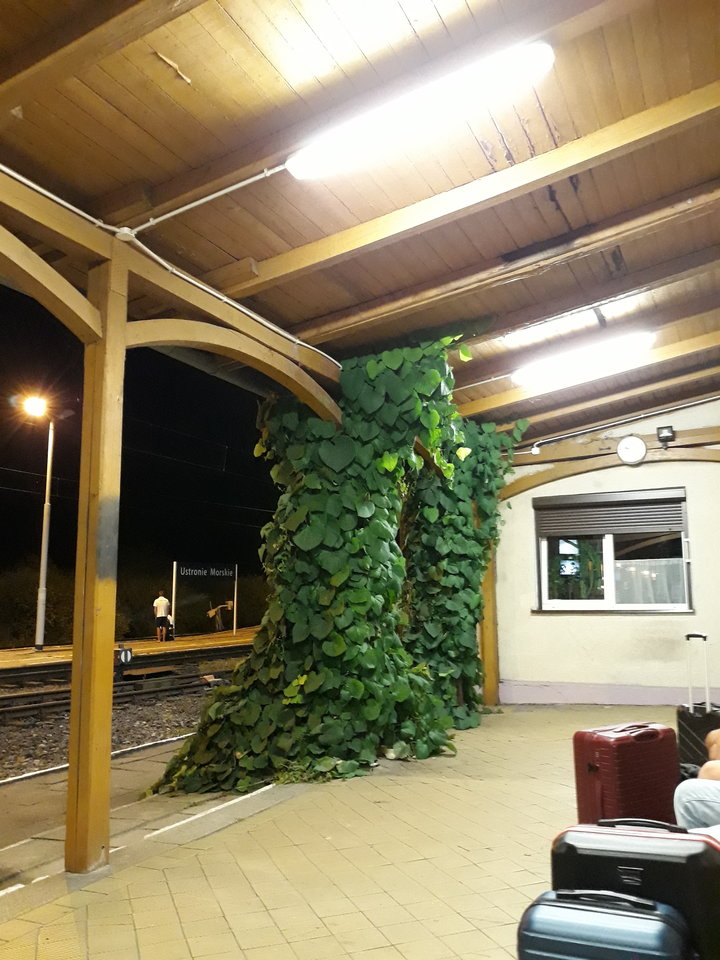 20190831_213417.jpg - Floria333