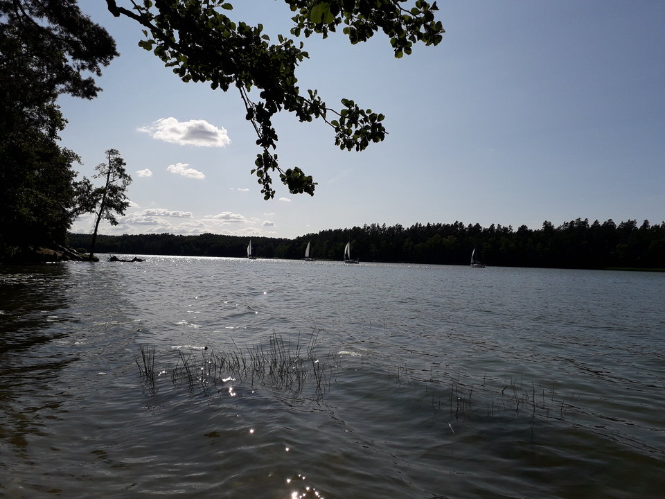 20190714_161819.jpg - miodziaki
