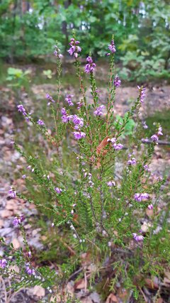 Coraz  bliżej  jesień