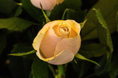 I jeszcze róża - bo lubię ;)