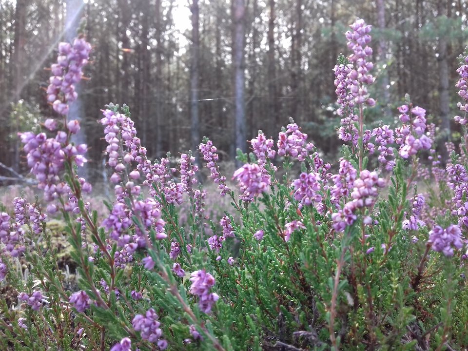 20190915_131247.jpg - torii99