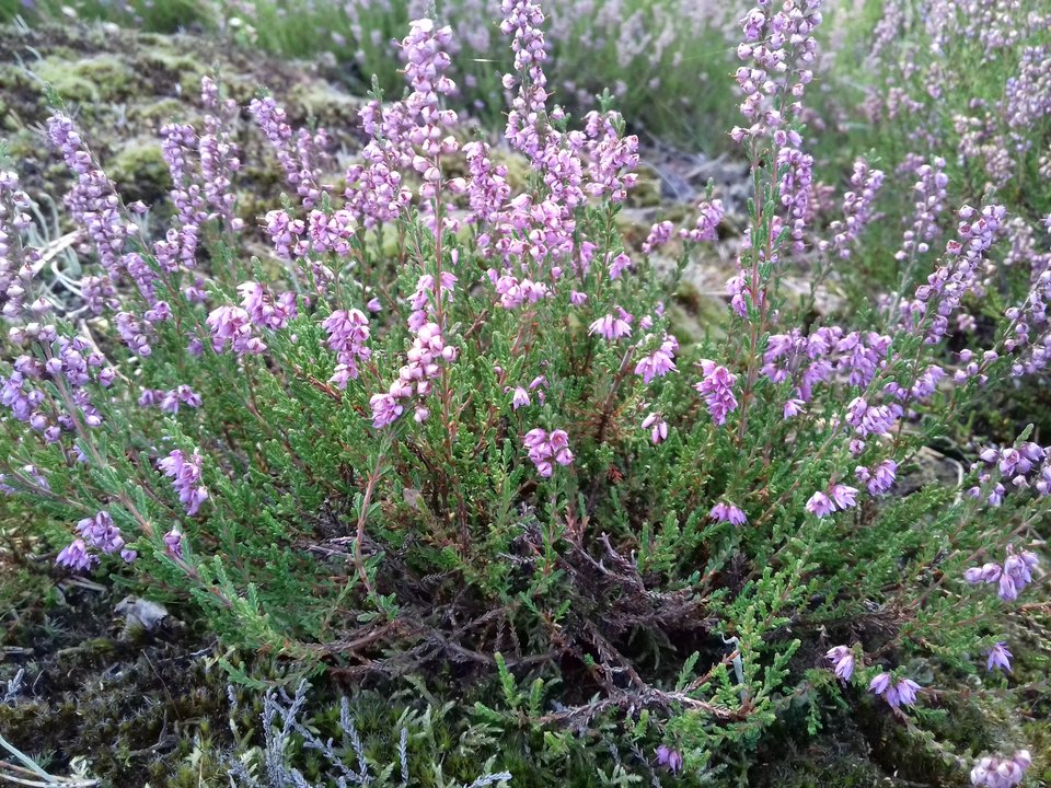 20190915_131238.jpg - torii99