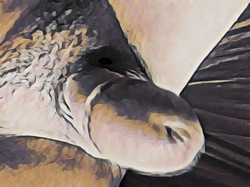 IMG_2019-9-16_7-0-21_180.jpg - dino8