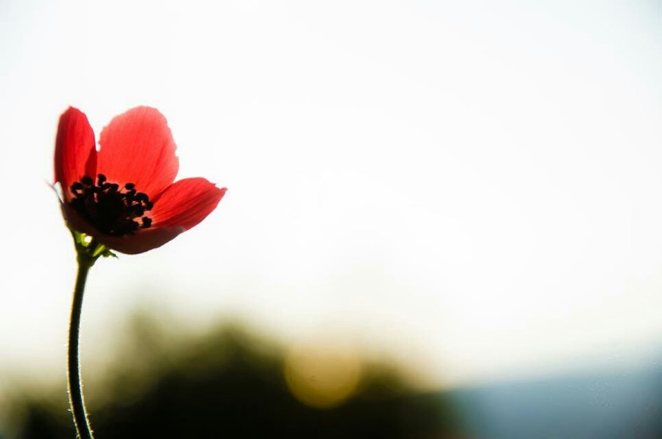 image-7e5c8cbd61aac1aea95e15c75407ddb005a51deafa509048e5e06a3988 - CzarnyParasol