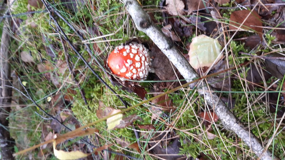 20190921_110040.jpg - Nikt_taki