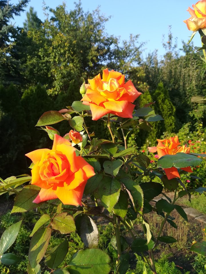 IMG_20190831_173646.jpg - duet_BJ