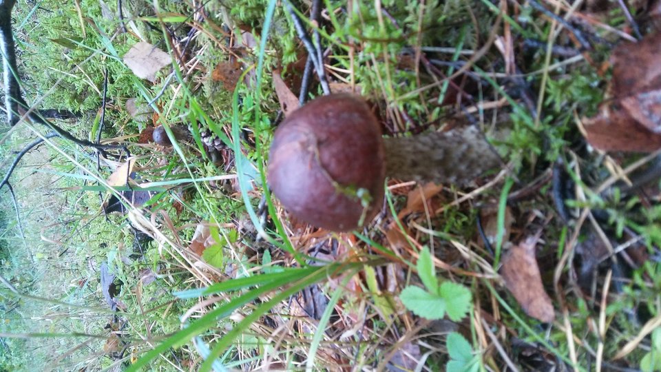 20190922_074327.jpg - Ciekawi50