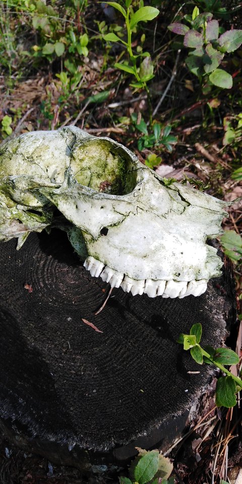 IMG_20190924_132246.jpg - Frelka_ze_wsi