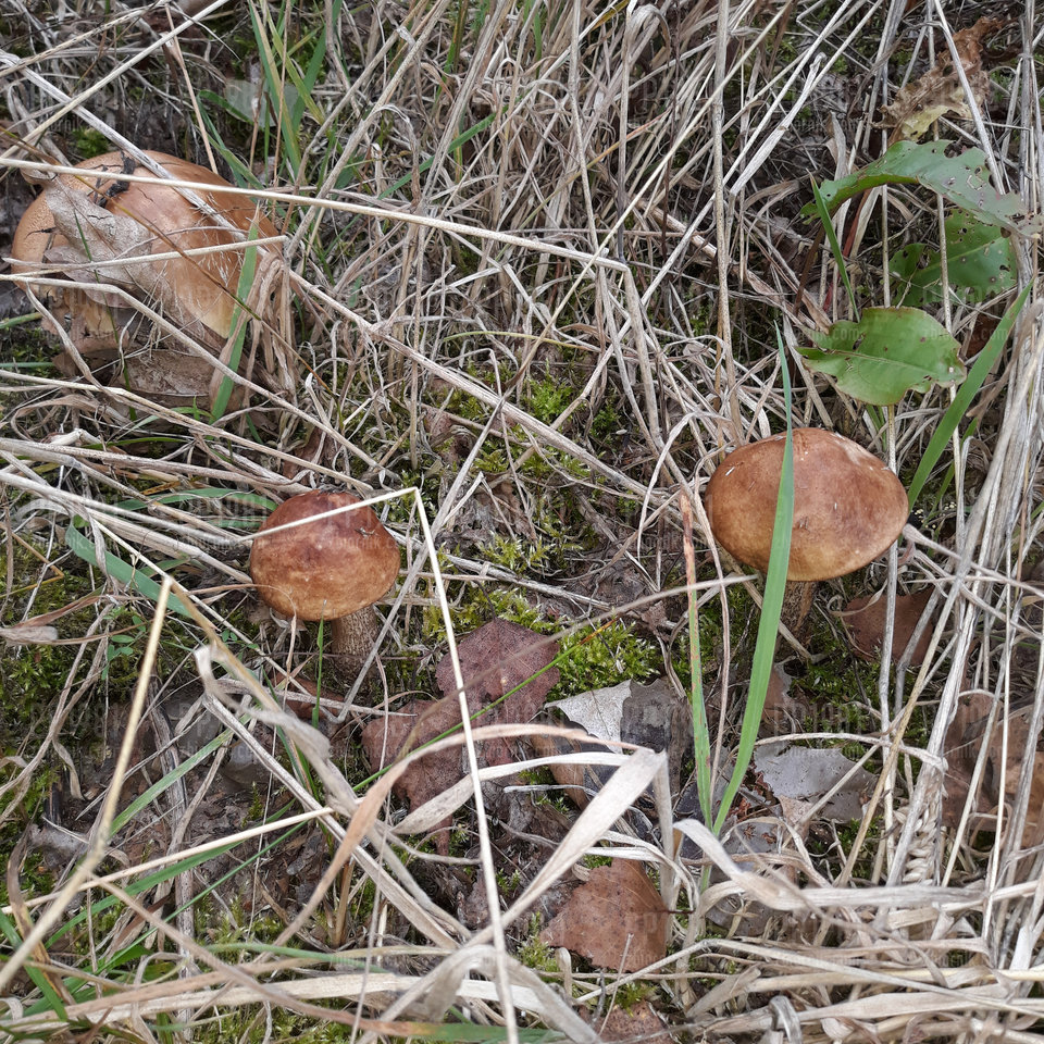 IMG_20190924_185536_128.jpg - pp1981