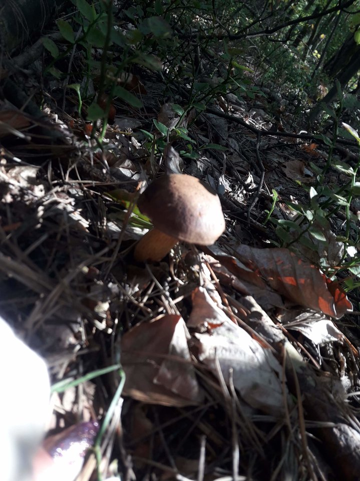 received_928711630824220.jpeg - Frelka_ze_wsi