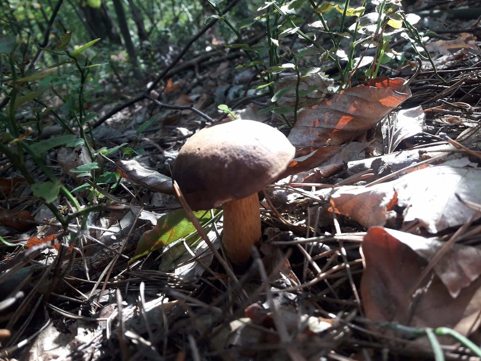 received_378204406453292.jpeg - Frelka_ze_wsi